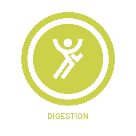 Digestion