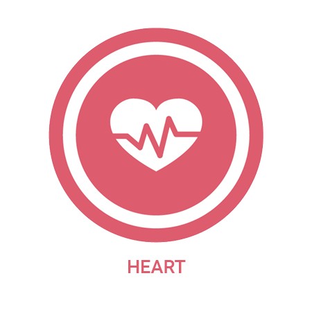 Heart